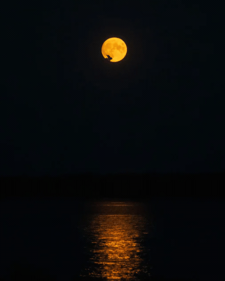 Moonlight On Water Moonlight On Water